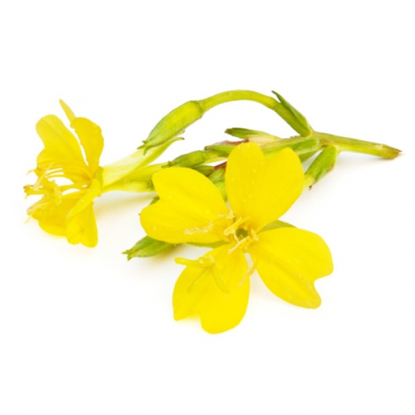 Evening Primrose Oil
