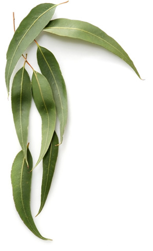 Eucalyptus (citriodora) 100ml