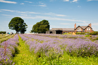 Inglenook Farm lavender fields