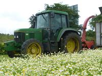 Chamomile harvest