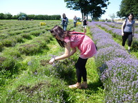 Lavender harvest